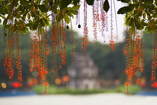 Autumn in Hanoi  - ảnh 11
