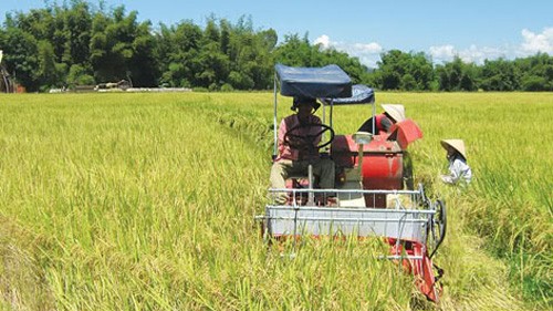 Wet rice cultivation of the Viet people  - ảnh 2