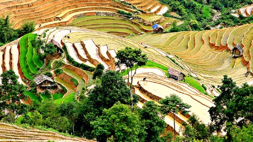 Terraced field farming culture in northern Vietnam  - ảnh 2