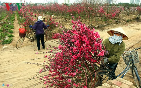 Supply of ornamental trees and flowers for Tet celebrations - ảnh 1