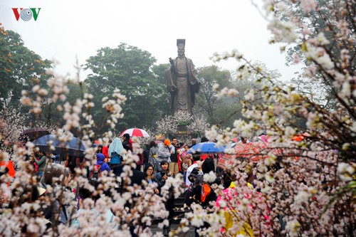 Hanoi hosts Japan culture exchange, cherry blossom exhibition  - ảnh 1