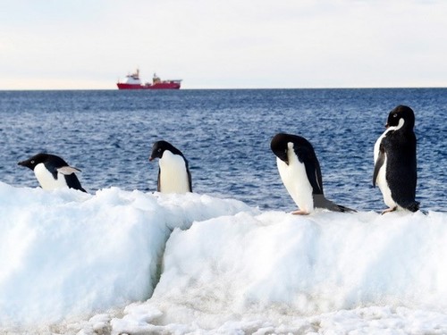 World effort to protect penguins in Antarctica - ảnh 1