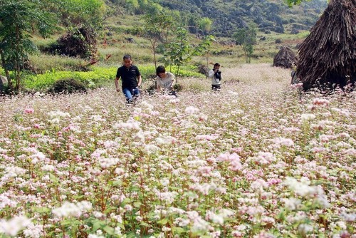 Buckwheat Flower Festival enlivens Ha Giang mountains  - ảnh 1