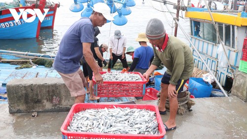 Quang Tri fishermen enjoy bumper catch of anchovy - ảnh 1