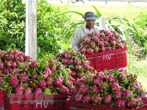 Binh Thuan dragon fruit obtains protection certificate in Japan - ảnh 1