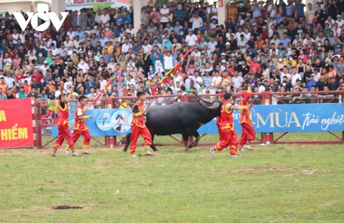 16 buffaloes fight for championship title as Do Son festival comes back - ảnh 1