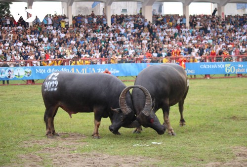 16 buffaloes fight for championship title as Do Son festival comes back - ảnh 2