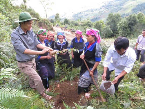 安沛省农民植树造林增加收入 - ảnh 1