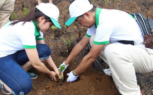 安沛省农民植树造林增加收入 - ảnh 2