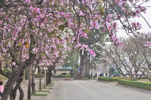 一组有关河内及西北省份3月花季的歌曲 - ảnh 1