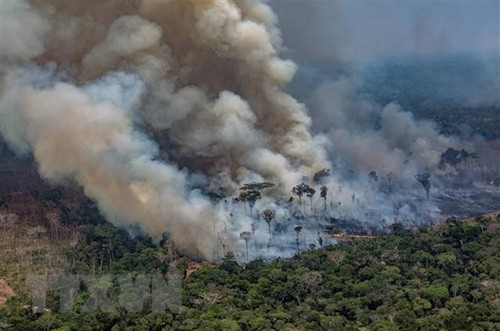 南美七国签署亚马孙雨林保护协议 - ảnh 1