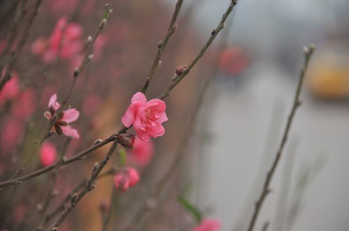 สวนดอกท้อสีชมพู "เญิดเติน" - ảnh 9