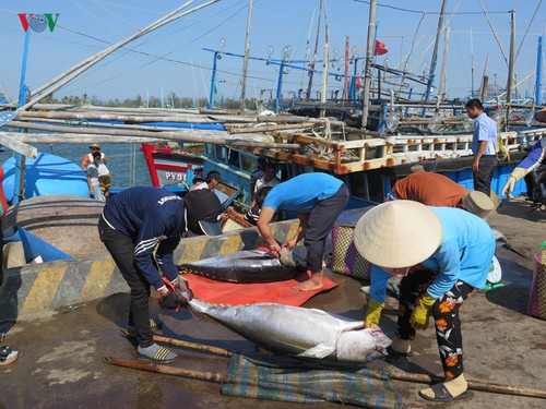 Вьетнам внедряет научно-технические достижения в устойчивую добычу морепродуктов - ảnh 1