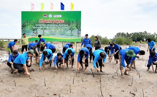 В провинции Камау развернута кампания по посадке деревьев и защите прибрежных районов - ảnh 1