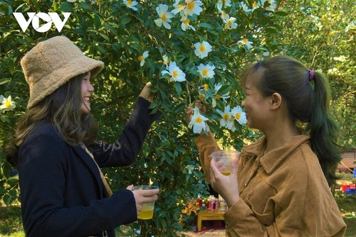 Уезд Биньлиеу в сезон цветения белой камелии масличной - ảnh 11