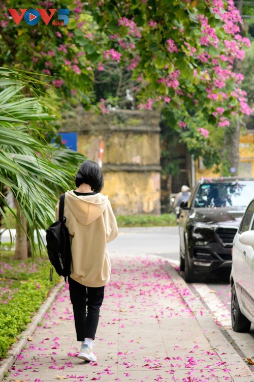 Ранее цветение баухинии в Ханое - ảnh 12