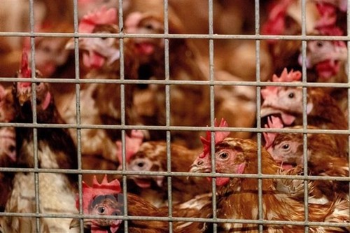 ВОЗ предупредила о возможной передаче птичьего гриппа H5N8 от птиц к человеку - ảnh 1