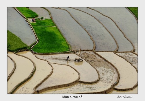 Красота северо-западного региона Вьетнама после полива террасных полей - ảnh 5