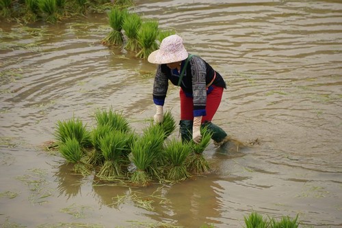 Красота северо-западного региона Вьетнама после полива террасных полей - ảnh 7