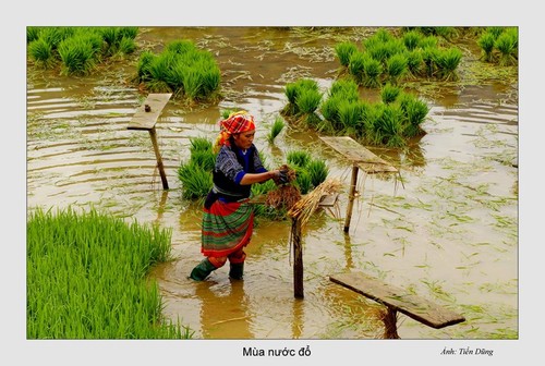 Красота северо-западного региона Вьетнама после полива террасных полей - ảnh 8