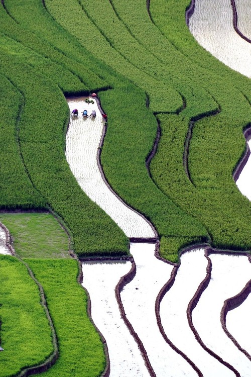 Красота северо-западного региона Вьетнама после полива террасных полей - ảnh 9