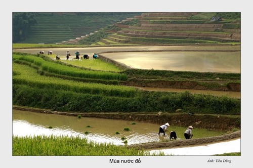 Красота северо-западного региона Вьетнама после полива террасных полей - ảnh 4