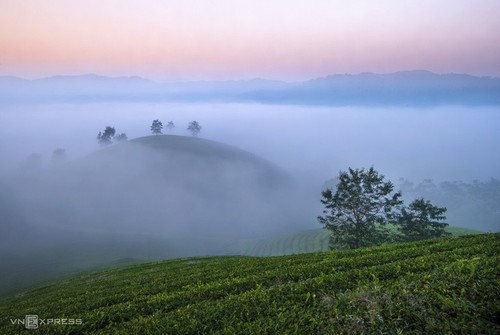 Красота чайного холма Лонгкок - ảnh 9