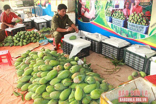 В уезде Йентяу провинции Шонла выращивают органические фрукты - ảnh 2