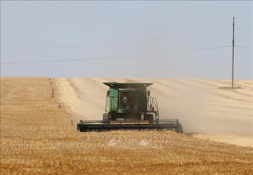 Украина планирует экспортировать зерно через три порта   - ảnh 1