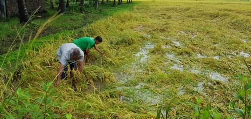 Эффективность выращивания риса на больших полях в общине Фукан провинции Чавинь - ảnh 2