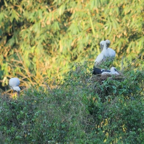 Парк птиц Тхунгнхам в провинции Ниньбинь - ảnh 9