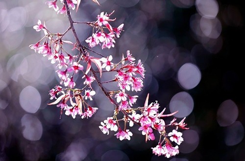 Мукангчай в сезоне цветения лесных персиковых деревьев  - ảnh 14