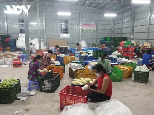 Крестьяне провинции Донгтхап прилагают усилия для экспорта манго за границу - ảnh 2