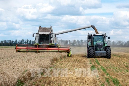 ЕС готовит компенсации для европейских фермеров в связи с импортом зерна из Украины - ảnh 1