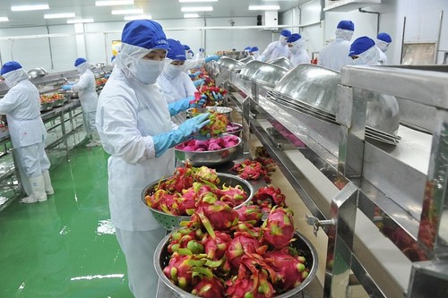 Ожидается, что экспорт фруктов и овощей достигнет нового рекорда - ảnh 1