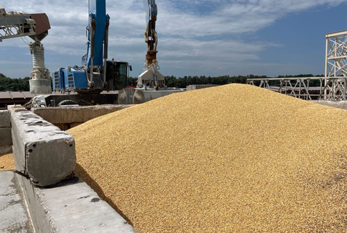 Украина договорилась о вывозе зерна через порты Хорватии - ảnh 1