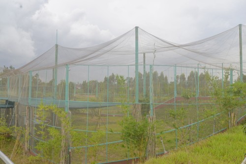 Сохранение и развитие популяции сарусового журавля в национальном парке «Чам-чим» - ảnh 2