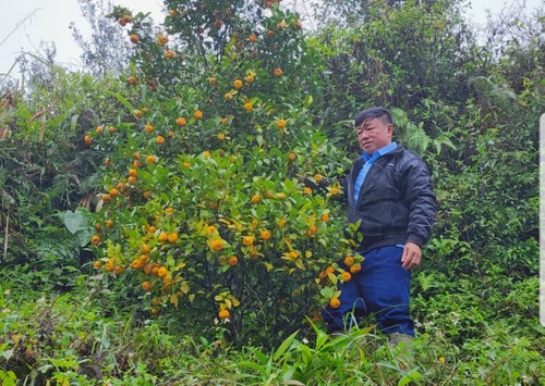 Жители общины Ваншон провинции Хоабинь выращивают цитрусовые деревья для сокращения бедности - ảnh 3