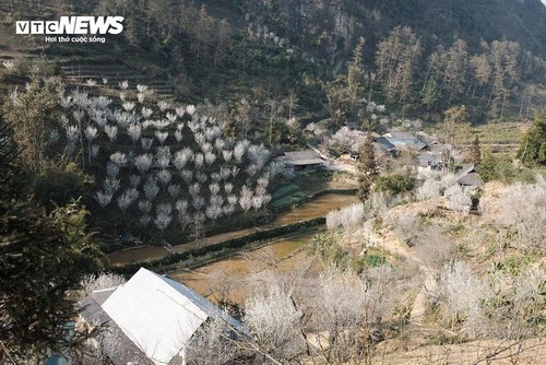 Умиротворительная красота плато Таванчу, украшенного белыми цветами сливы - ảnh 8