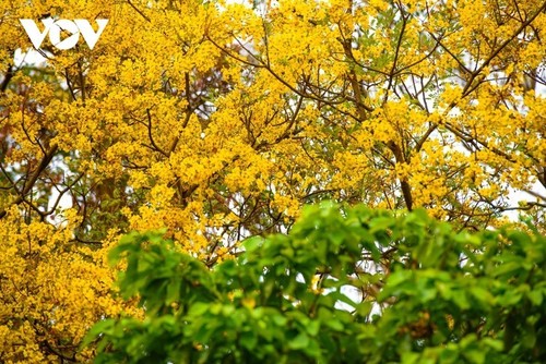Полуостров Шонча в сезон редких желтых цветов - ảnh 3