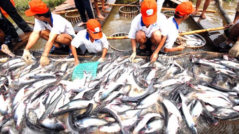 US approved farm bill hampers Vietnamese catfish - ảnh 1