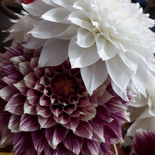 Artisan Mai Hanh – Hanoi's Queen of silk flowers  - ảnh 4