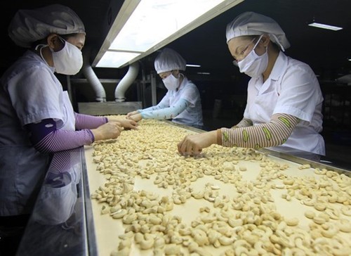 Vietnam targets 4 billion USD from cashew exports in 2020 - ảnh 1