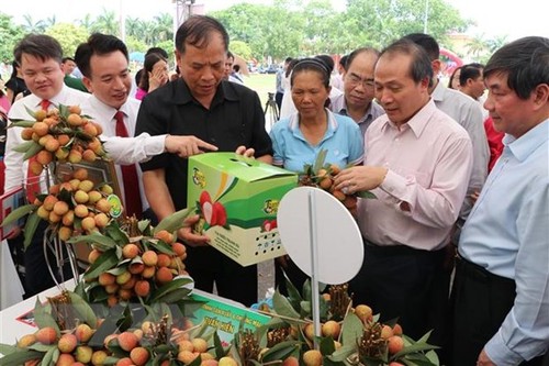 Hai Duong province expands lychee growing zones - ảnh 1
