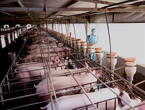 Conference discusses expanding pig farming - ảnh 1
