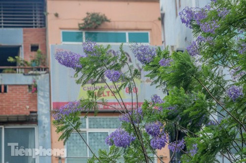 Hanoi capital dotted with Da Lat purple flamboyant flowers - ảnh 12