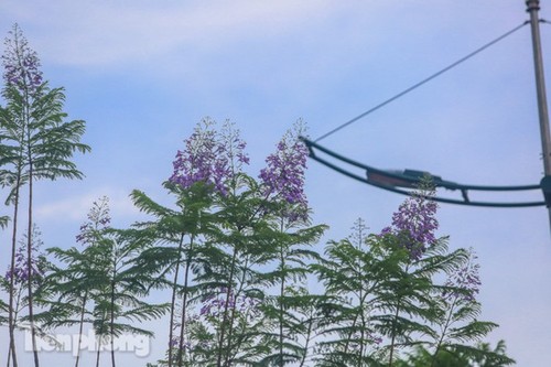 Hanoi capital dotted with Da Lat purple flamboyant flowers - ảnh 1