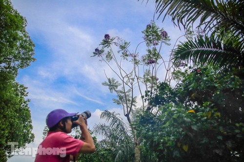 Hanoi capital dotted with Da Lat purple flamboyant flowers - ảnh 6