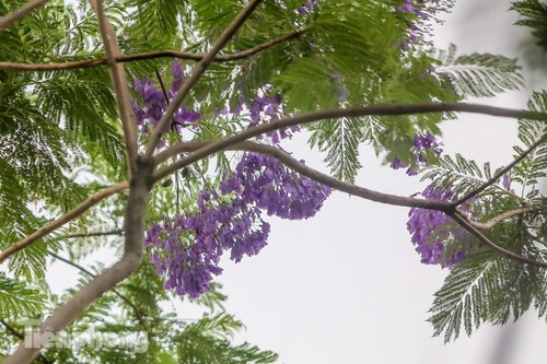 Hanoi capital dotted with Da Lat purple flamboyant flowers - ảnh 7