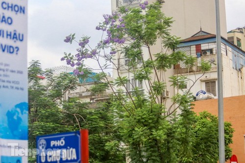 Hanoi capital dotted with Da Lat purple flamboyant flowers - ảnh 9
